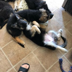 German shepherd puppies