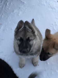 German Shepard puppies for sale