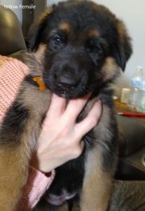 German Sheppard Puppies