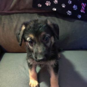 AKC..German Shepherd Puppies