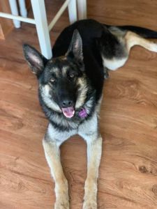 AKC German Shepherds