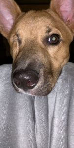 Female German Shepherd