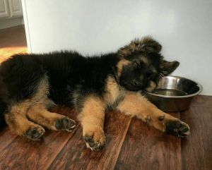 German Shepherd pup
