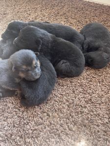 German Shepherd puppies