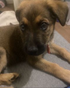 Purebred German Shepherd puppy