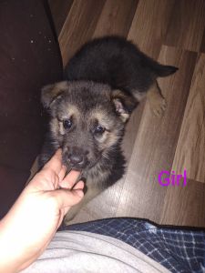 3 German Shepherd pups