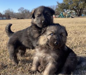 Germán Shepard Puppies