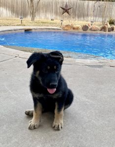 Adorable German Shepherd