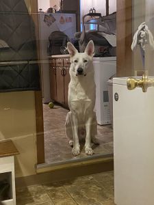 White German shepherd