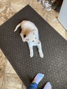 Western Pennsylvania Full Bred German Shepard Puppy Female