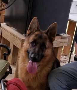 Blackjack's German Shepherds