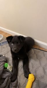 Pure black German Shepherd puppies for adoption