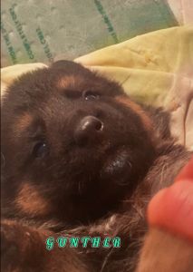 Purebred German Shepherd Puppies