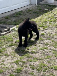 German Shepard puppy