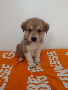 German Shepherd/ Great Pyrenees puppies