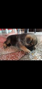A 30 days old pure breed male german shepherd