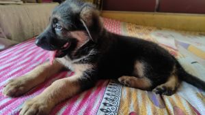 GSD PUPPIES