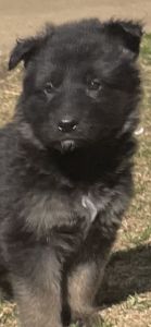 German shepherd puppies