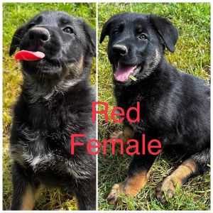 German Shepherd Female