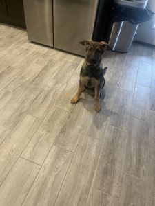 German Shepard