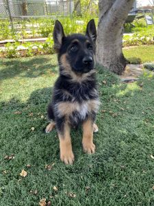 German Shepherd female puppies