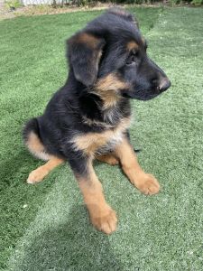 Purebred German Shepherd Female Puppy 1