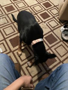 Rottweiler and German Shepard female for sale