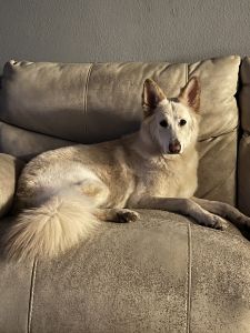 German Shepard 1 1/2