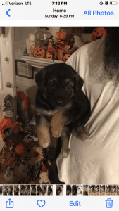 CKC reg German Shepherd pups