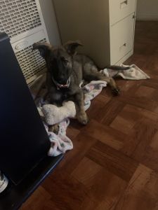 3 month old sable shepherd