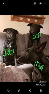 I have 4 German Shepherd/ Labrador puppies that need there fur-ever ho