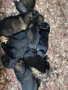 AKC German Shepherd puppies