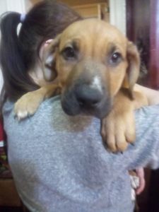 9 week old German Shepard /pit bull mix pups