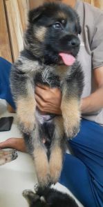 German Shepherd puppies for sale
