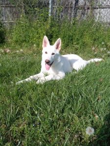 Must find a home for they must be very good people