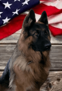 AKC registered German Shepherd Puppies
