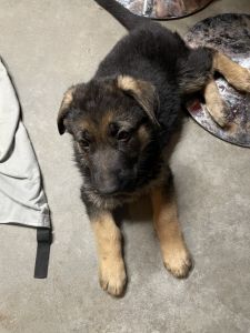 German Shepherd puppies for sale