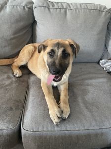 German Shepard puppies