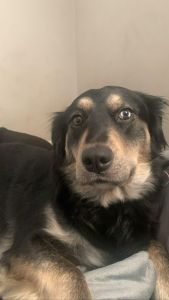 Rehomeing my German Shepard mix