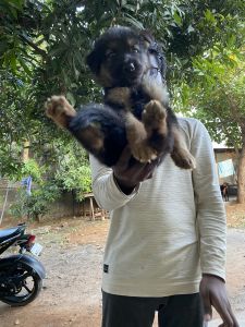 1.5 month old German shepherd dogs for sale 3 nos available