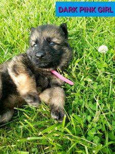 Akc German Shepherd
