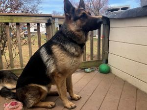 German Shepherd for sale