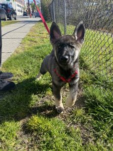 German shepherd Husky Mix