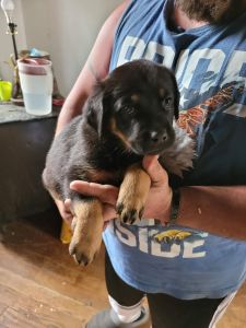 German shepherd/rottweiler