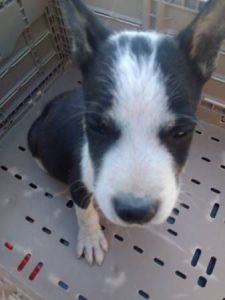 German Shepherd/ Bull Terrier