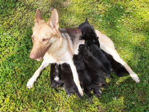 We have 6 boy german shepards.