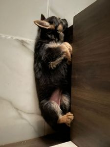 German shepherd female single coat