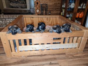 German Shepherd puppies