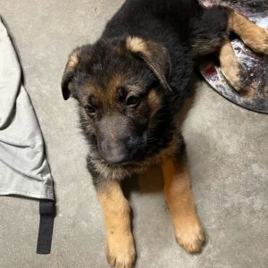 German Shepherd puppies for sale