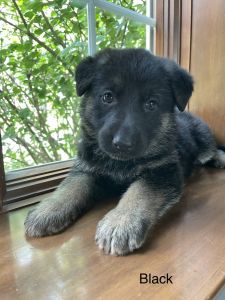 German Shepherd Pups AKC
